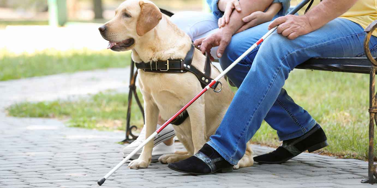 Enhancing Mobility and Independence for Disabilities with Guide Dogs Singapore (GDS)